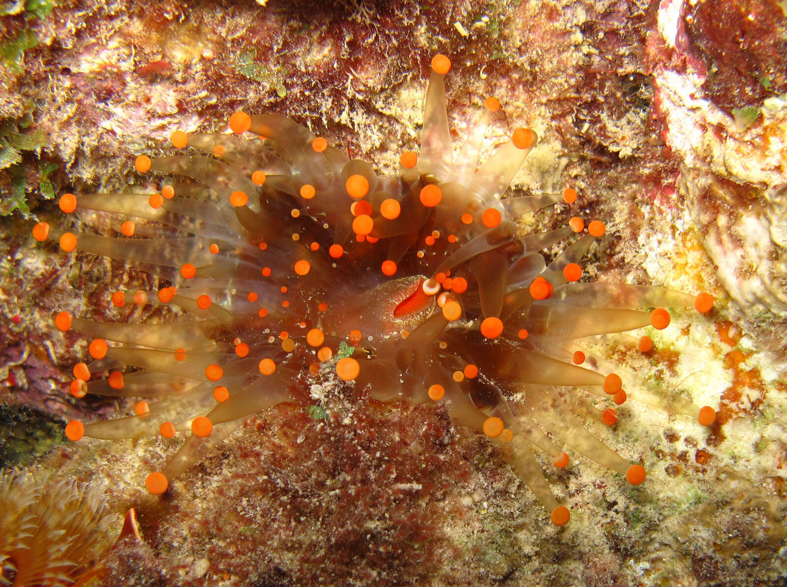 Sivun Pseudocorynactis caribbeorum Den Hartog 1980 kuva