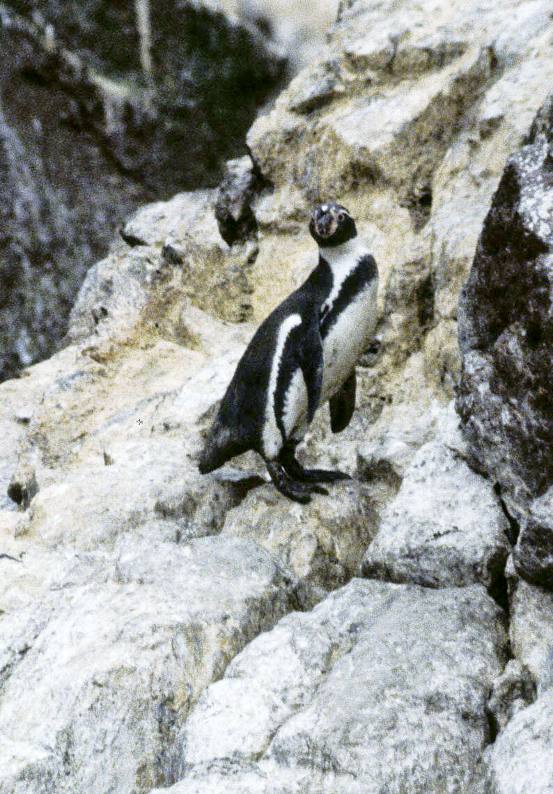 Image of Humboldt Penguin