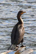 Plancia ëd Phalacrocorax auritus auritus (Lesson & R 1831)