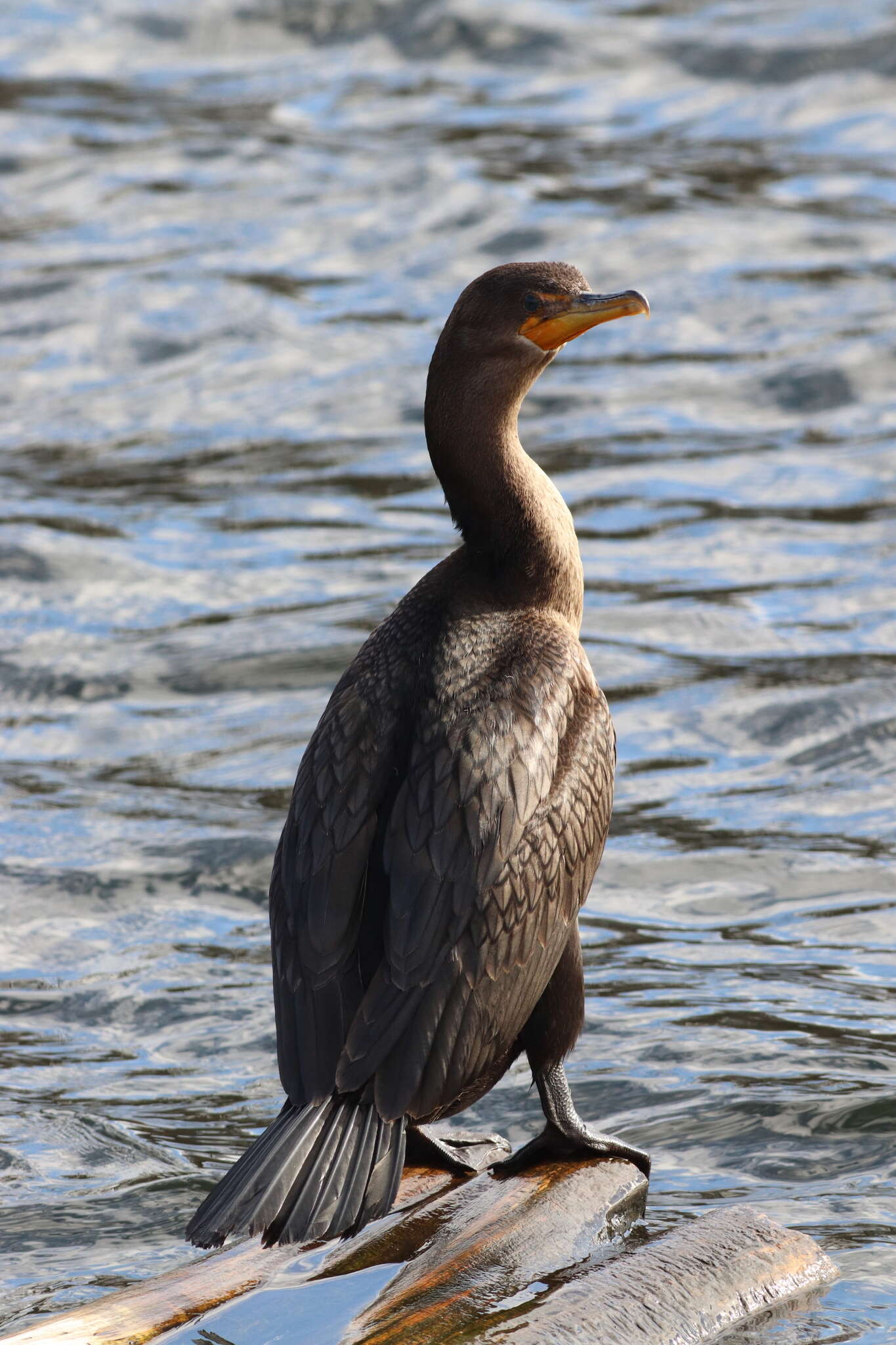 Image of Phalacrocorax auritus auritus (Lesson & R 1831)