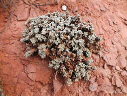 Image of Gomphrena colosacana var. andersonii A. T. Hunziker & R. Subils