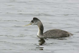 Image of Great Grebe