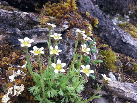 Слика од Saxifraga cespitosa L.