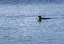 Image of loons