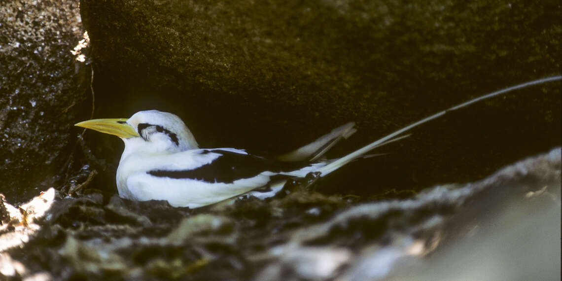 Image of White-tailed Tropicbird