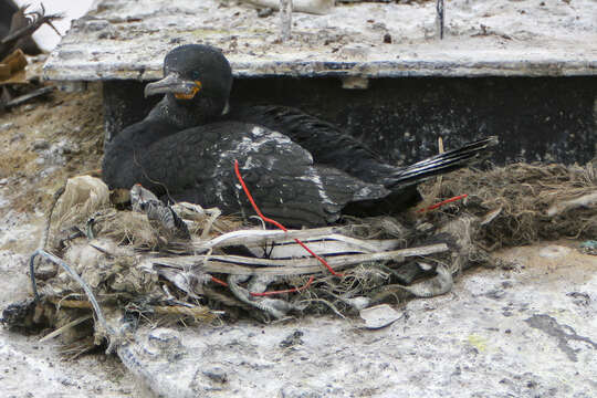 Image of Cape Cormorant