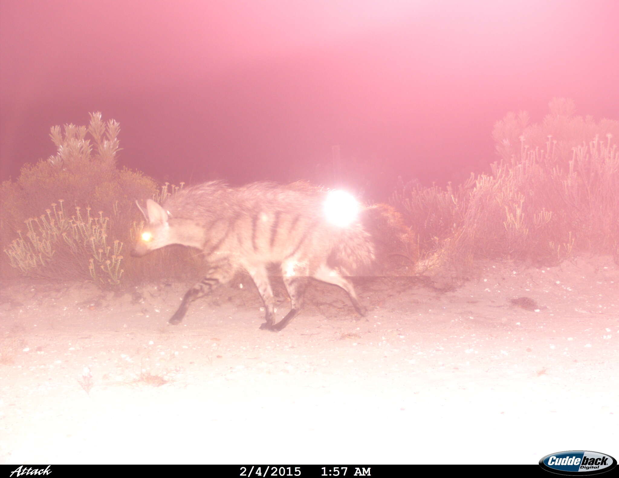 Image of Aardwolves