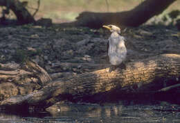 Image of Little Pied Cormorant