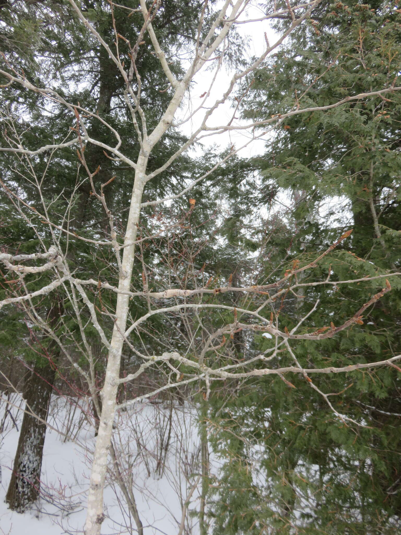 Слика од Populus balsamifera L.