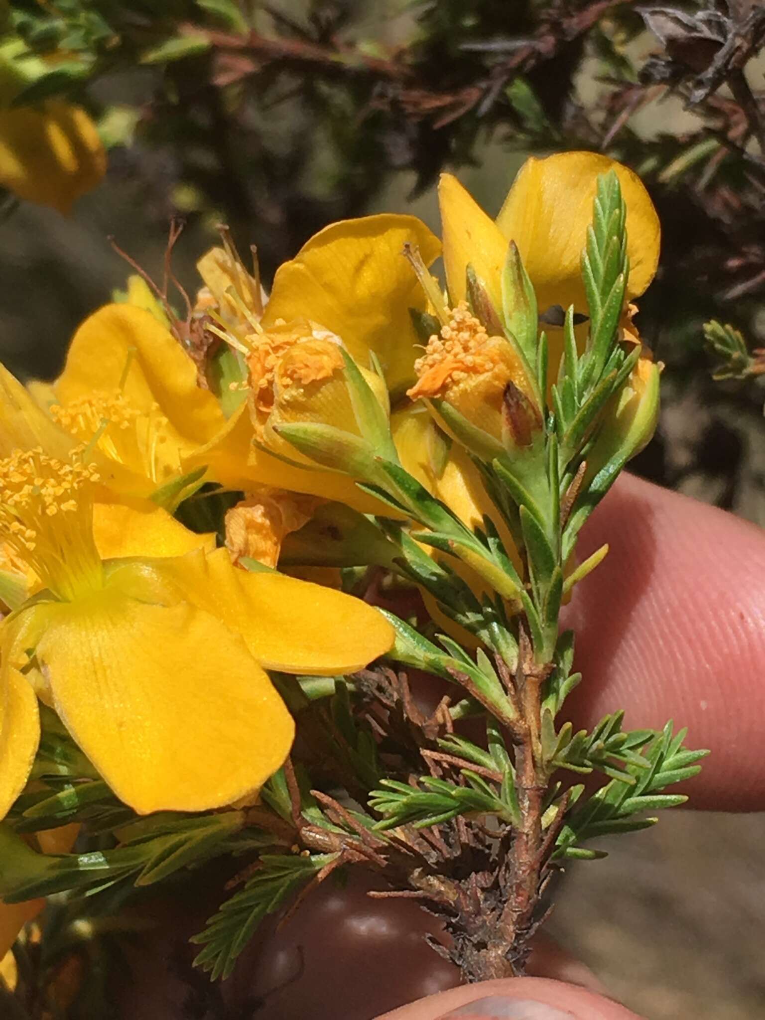 Image of Hypericum laricifolium Juss.