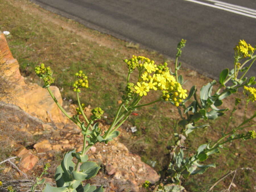 Image of Othonna parviflora L.