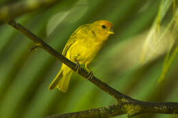 Image of Saffron Finch