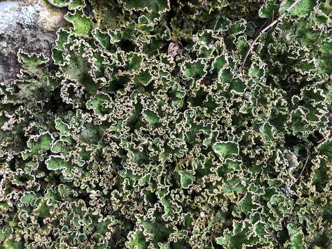 Image of felt lichen