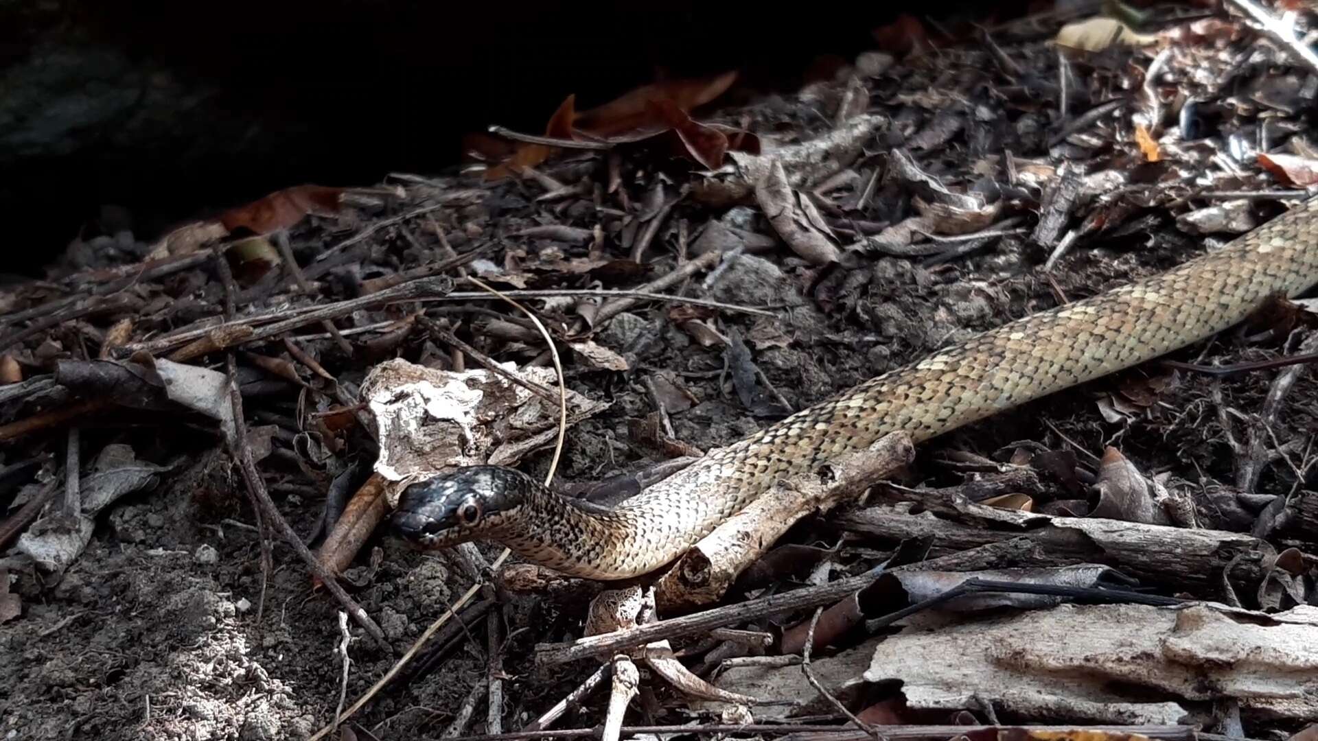 Image of Terre-De-Haut Racer