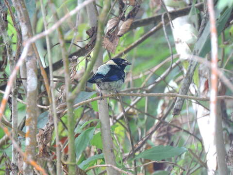 Image of Black-headed Tanager