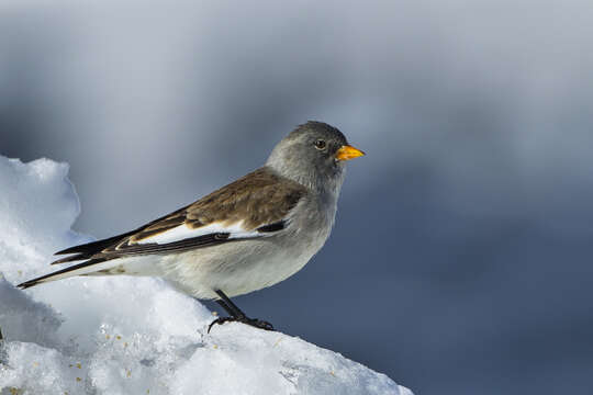 Image of Snow Finch