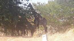 Image of Giraffe