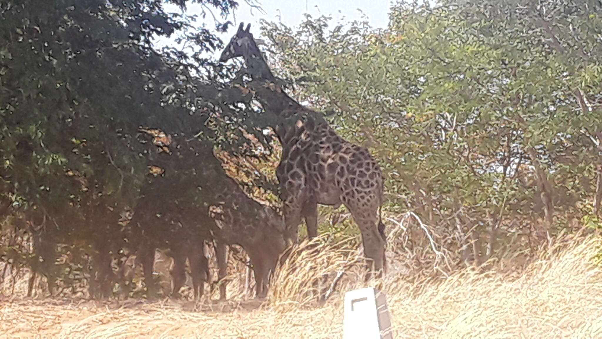 Image of Giraffe