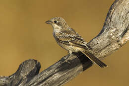 Image of Woodchat Shrike