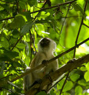 Image of Vervet Monkey