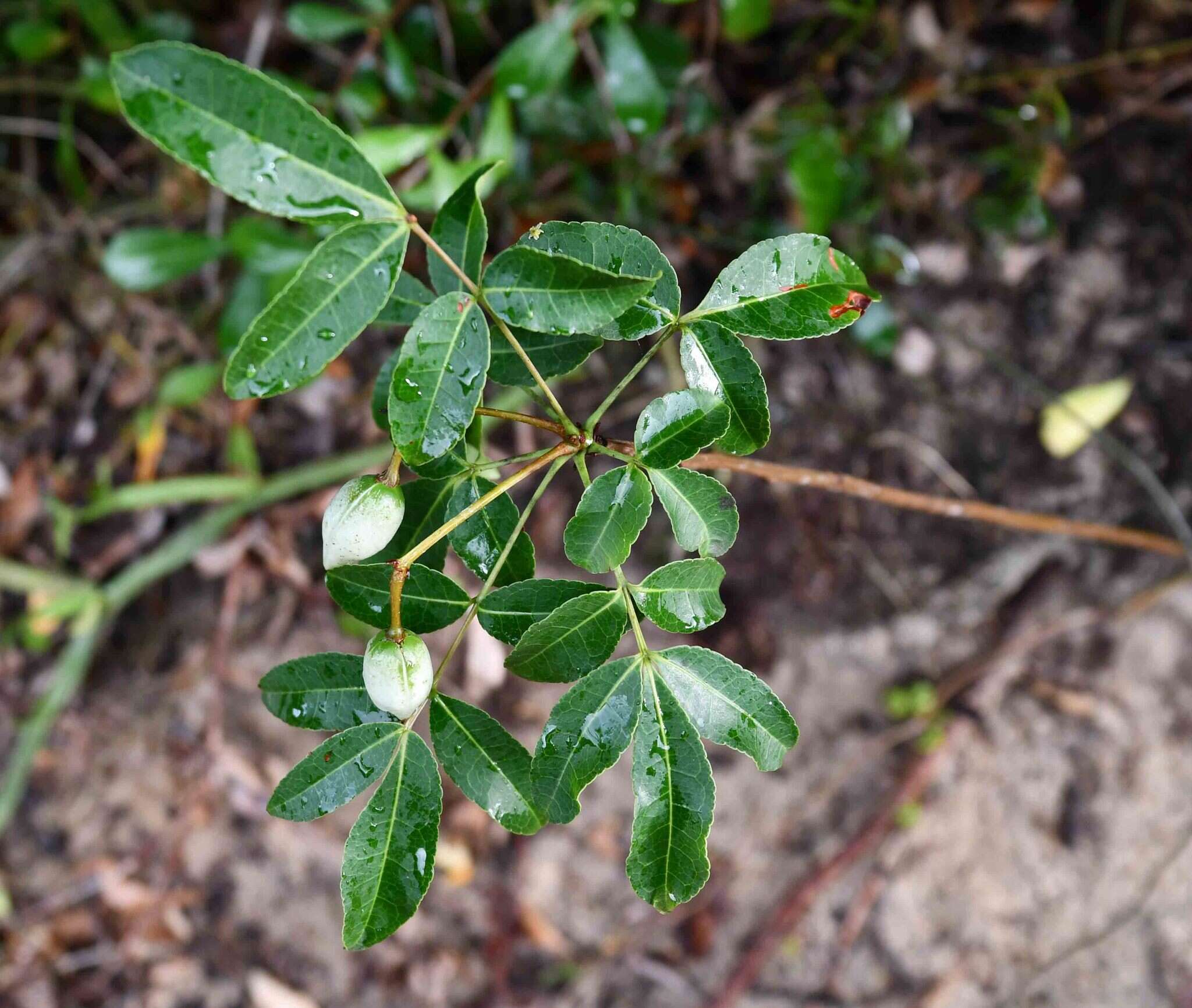 Image of Commiphora schlechteri Engl.