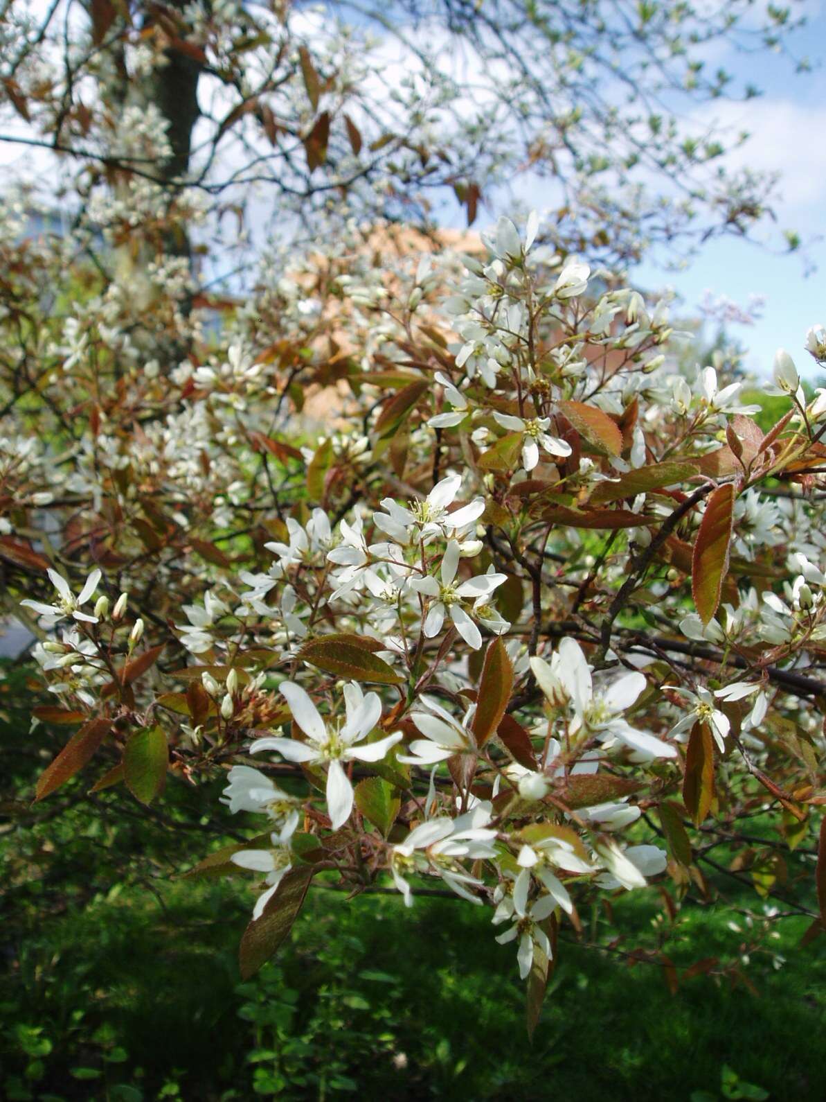 Image of Amelanchier lamarckii