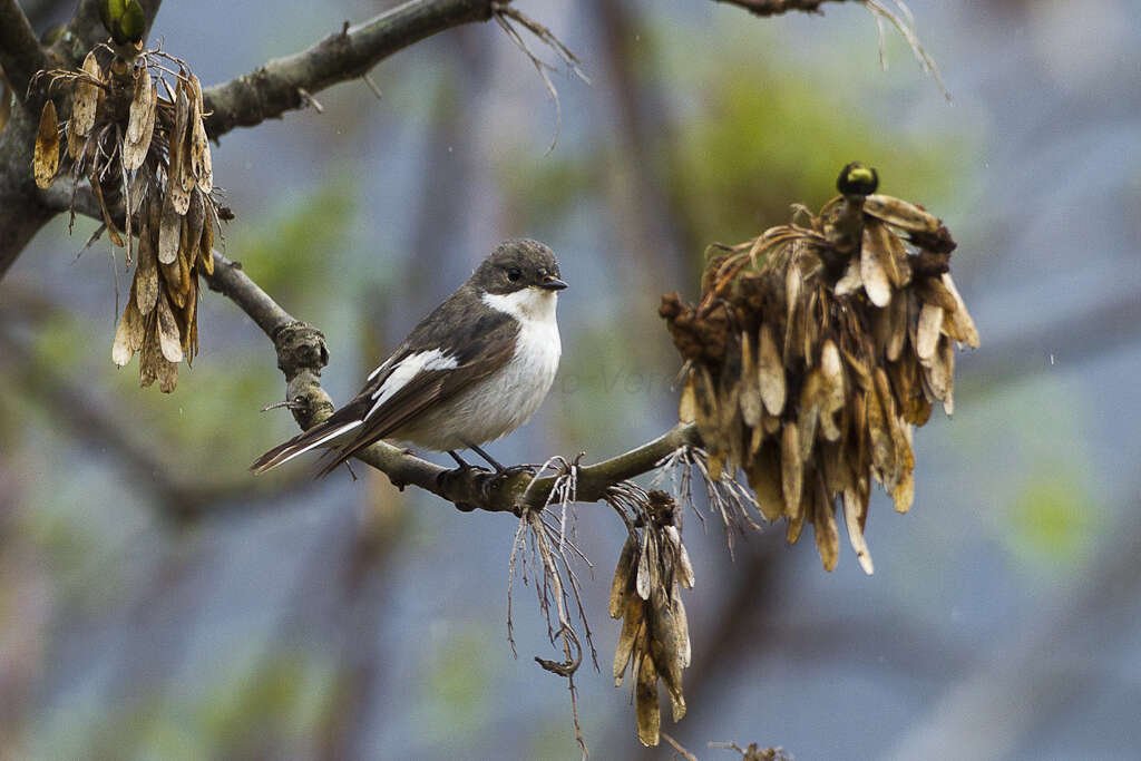 Image of European Pied Flycatcher