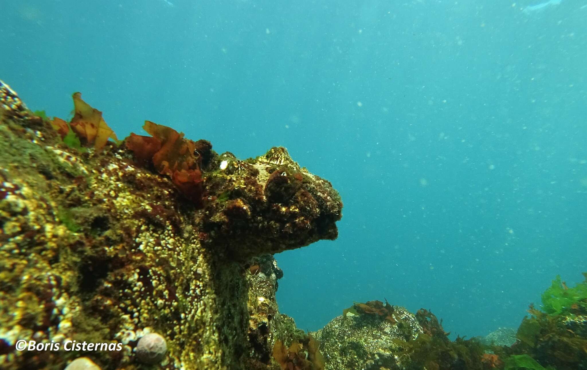 Image of giant barnacle