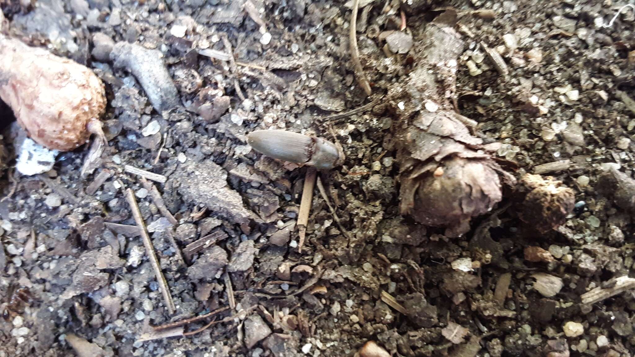 Image of Pasture Wireworm