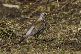 Image of Fieldfare