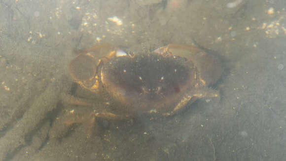 Image of broadback mud crab