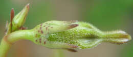 Image of Ceropegia lugardiae N. E. Br.