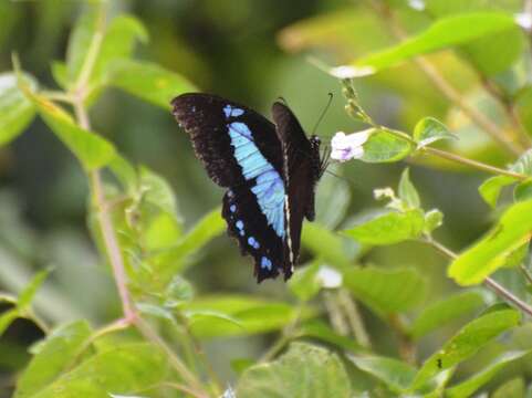 Image of Papilio thuraui Karsch 1900