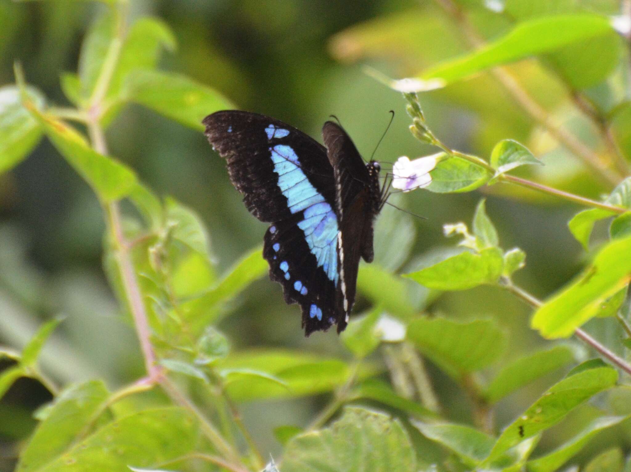 Papilio thuraui Karsch 1900的圖片