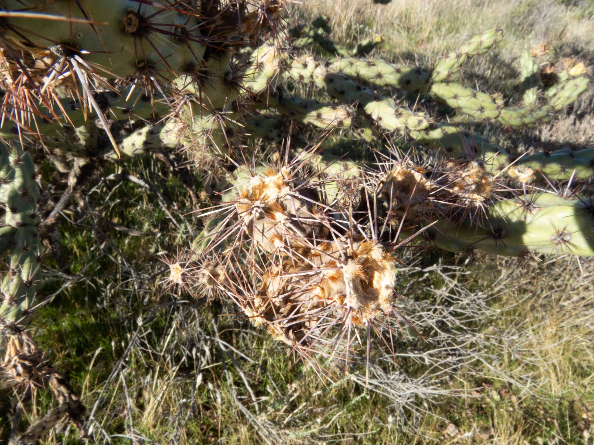 Image of buckhorn cholla