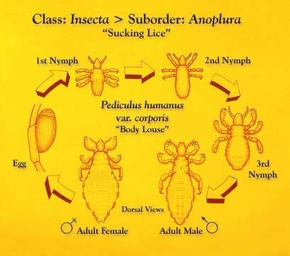 Pediculus humanus humanus Linnaeus 1758 resmi