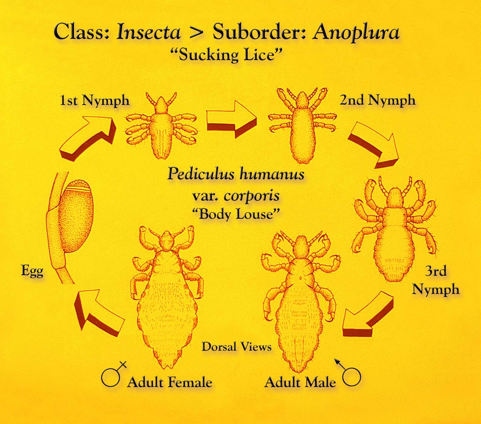 Pediculus humanus humanus Linnaeus 1758 resmi