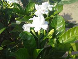 Image of Arabian jasmine