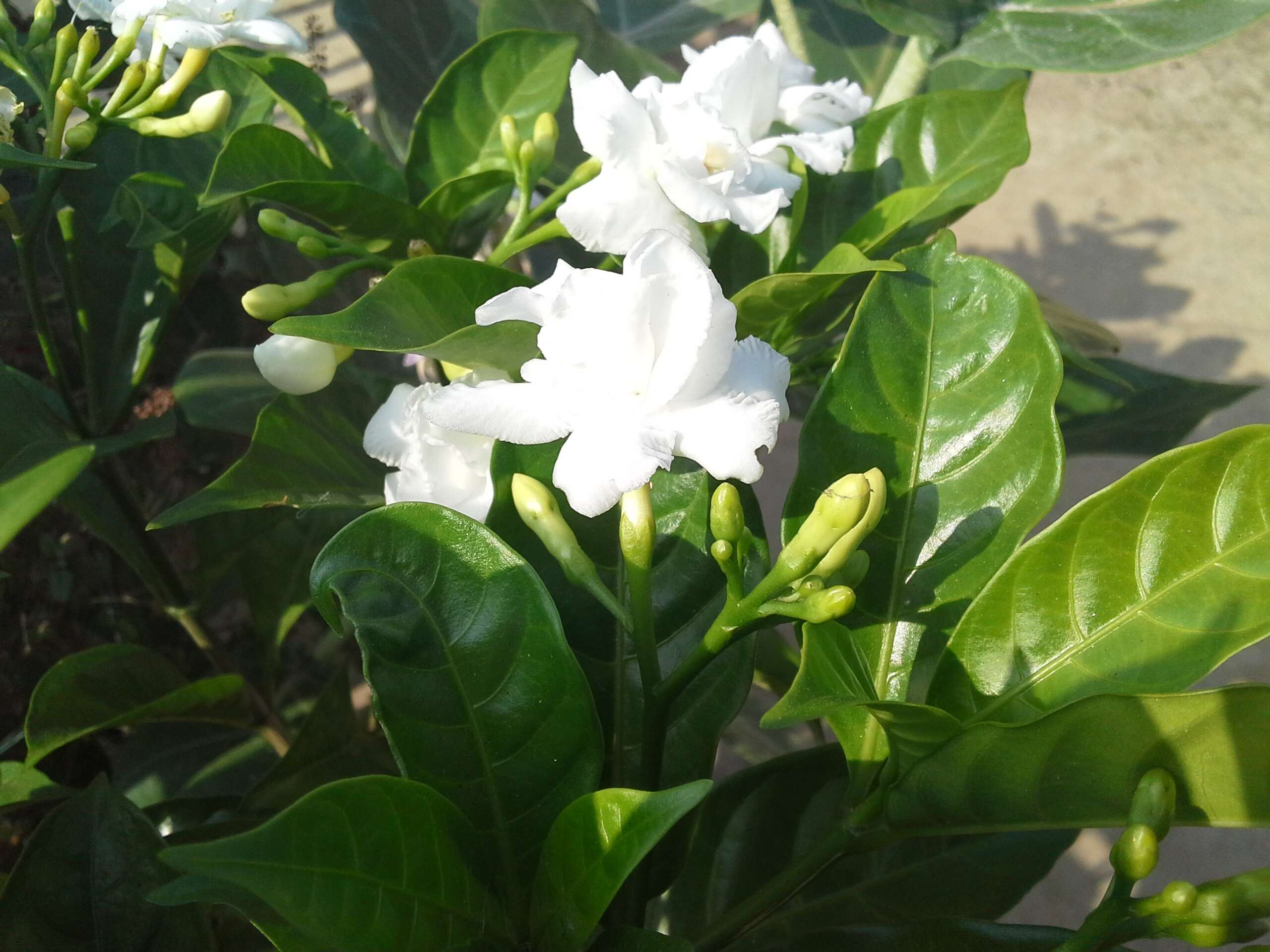 Image of Arabian jasmine