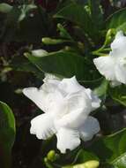 Image of Arabian jasmine
