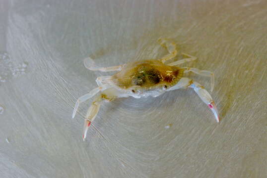 Image of blue crab