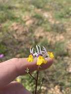 Слика од Nemesia cheiranthus E. Mey. ex Benth.