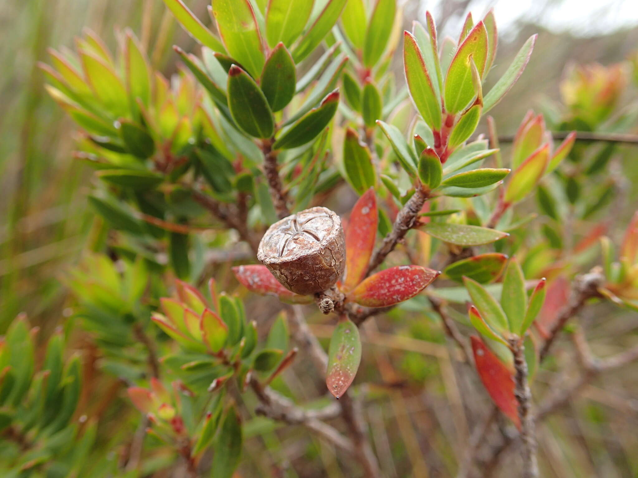 Image de Leptospermum nitidum Hook. fil.