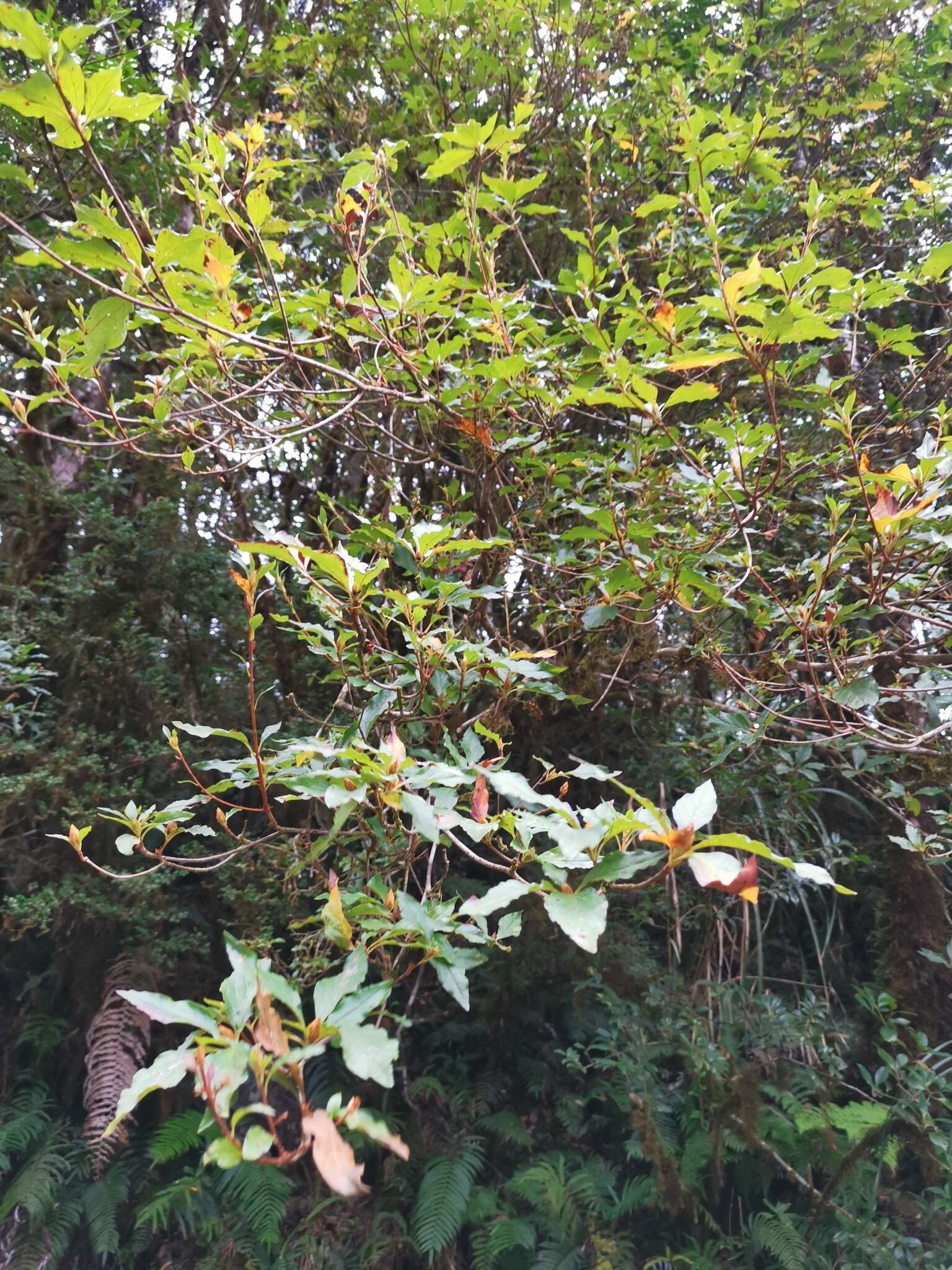 Imagem de Rhododendron chilanshanense Y. Kurashige