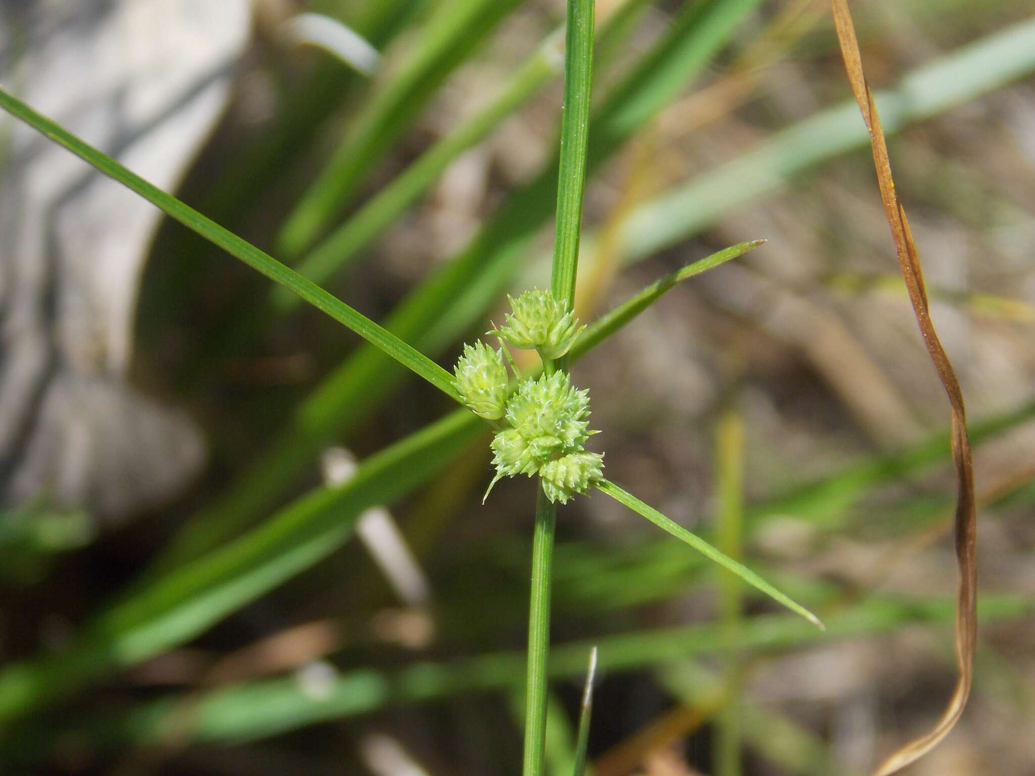 Image of tapertip flatsedge