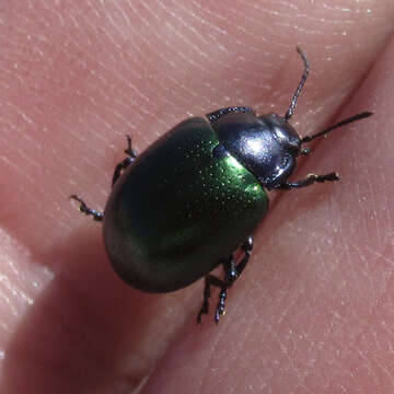 Image of Chrysolina (Allhypericia) auripennis (Say 1824)