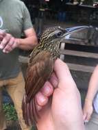 Image of Cocoa Woodcreeper