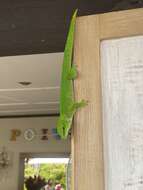 Plancia ëd Phelsuma grandis Gray 1870