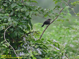 Image of Copsychus fulicatus leucopterus (Lesson & R 1840)