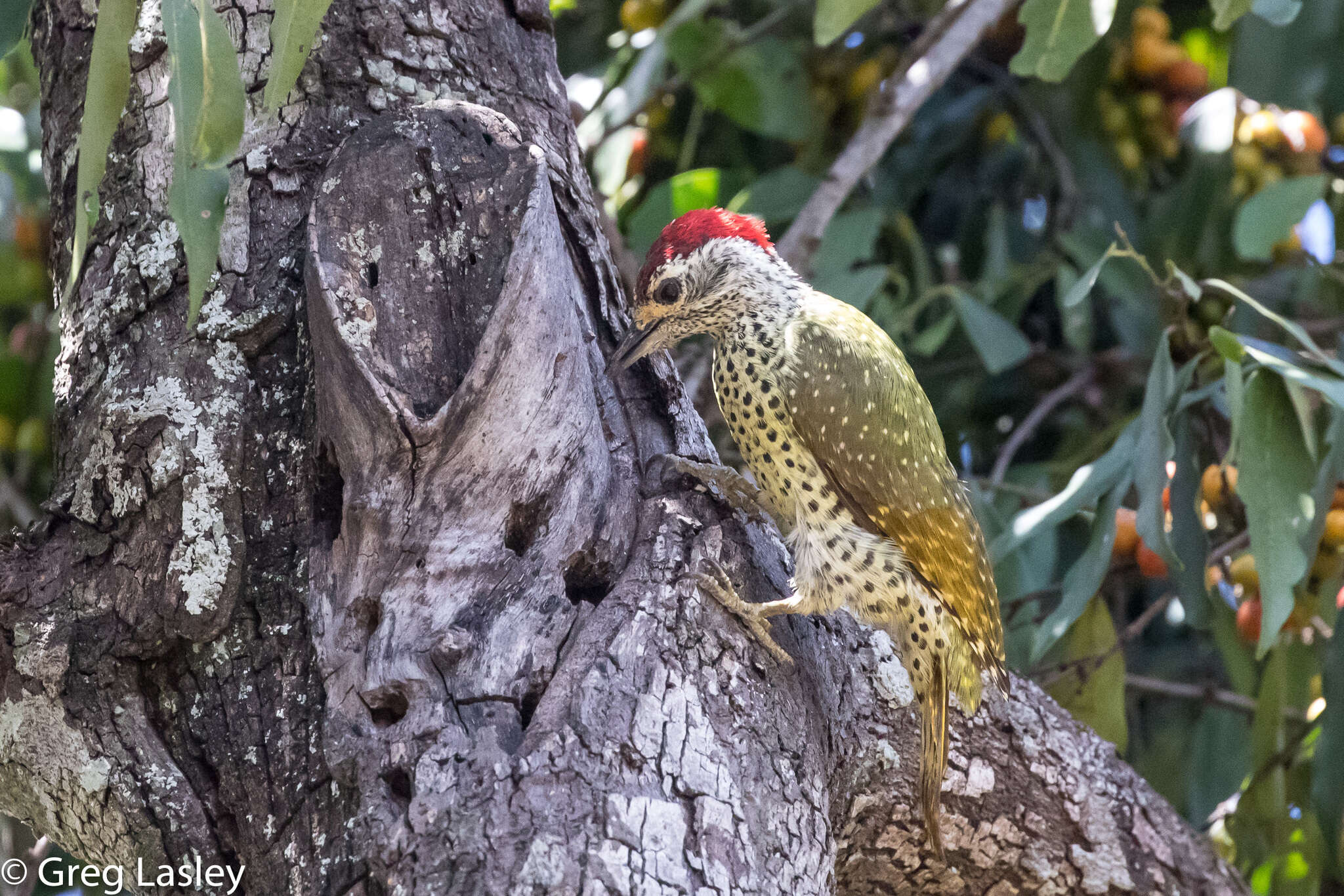 Image of Green-backed Woodpecker